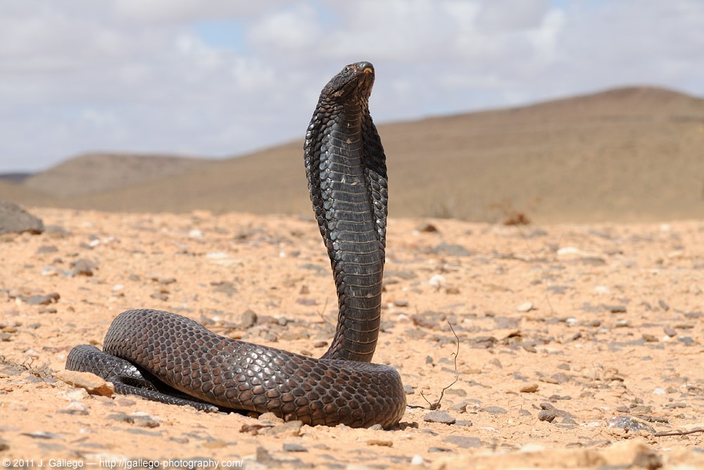 herpetography category cover